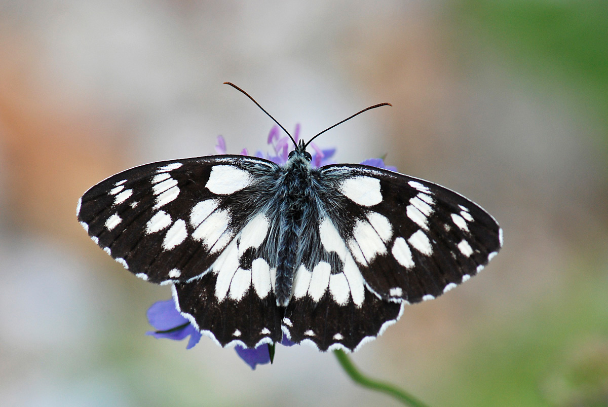 Melanargia galathea aberrante e altre forme, del Vicentino